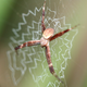 Image for article titled Male Spiders "Shudder" to Calm Their Cannibalistic Brides